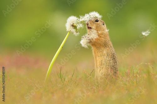 European ground squirel Spermophilus citellus rodent eurasian black-bellied common grassland in fields of landscape cereal wheat region, beautiful eyes and fur, eats flower grass Europe