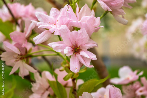 Blooming pink cherry tree (japanese sakura).