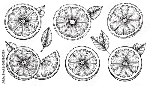 Hand Drawn Citrus Slices Arranged with Leaves on White Background