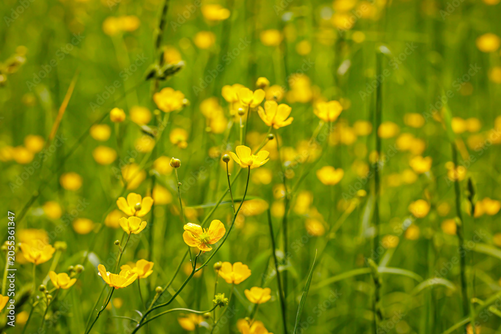 Fototapeta premium Bright yellow flowers bloom in a green field during spring on a sunny day in nature