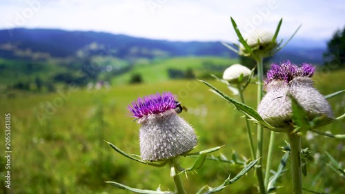 A bumblebee collecting pollen from a milk thistle flowers on mountain meadow