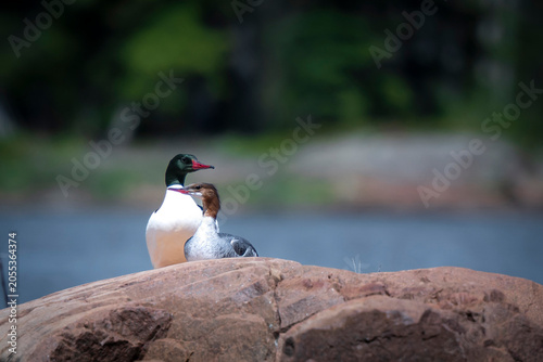 Male & Female Common Mergansers on Georgian Bay Near Killarney Ontario
Photographed on June 1, 2026. This is not and AI Generated image.