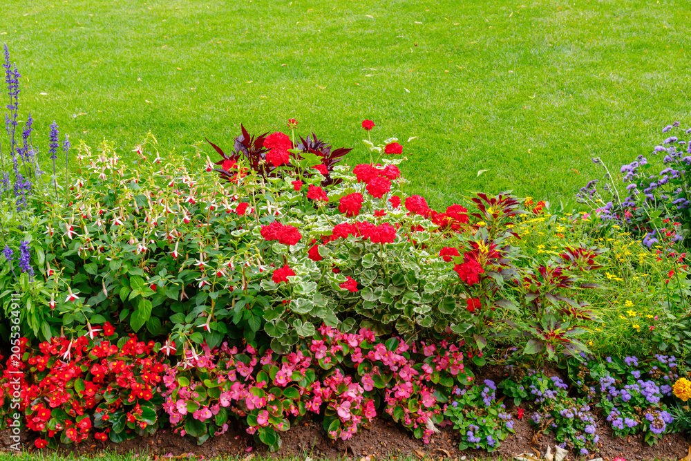 Obraz premium Colorful flower bed with various plants in a garden during daytime near a lawn