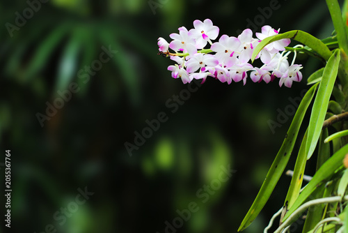 Beautiful white orchid flowers blooming with green bokeh background.