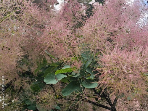 wild flowers in the forest