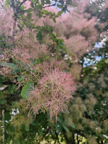 flowers in the garden