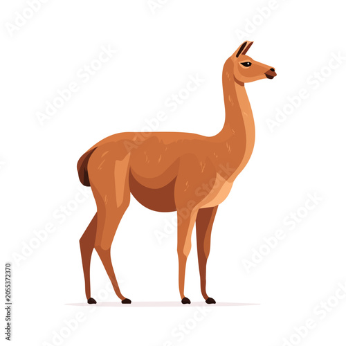 Fotografía Flat 2D minimalist illustration of a Guanaco, modern vector design with white background