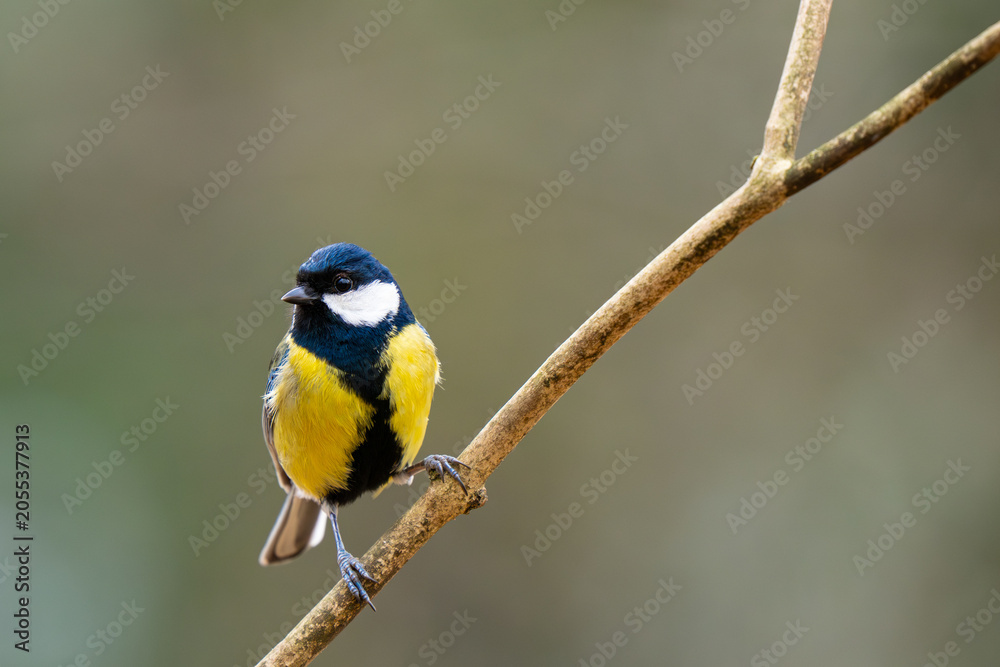 Obraz premium Great tit Parus major perched on diagonal branch in forest
