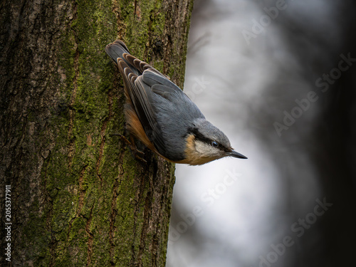 Slika na platnu Eurasian nuthatch Sitta europaea climbing down tree trunk in forest