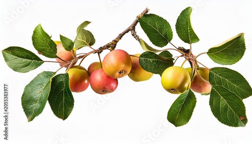 Branch With Leaves And Fruits Of A Wild Apple Tree Siberian Apple Isolated On A Transparent Background