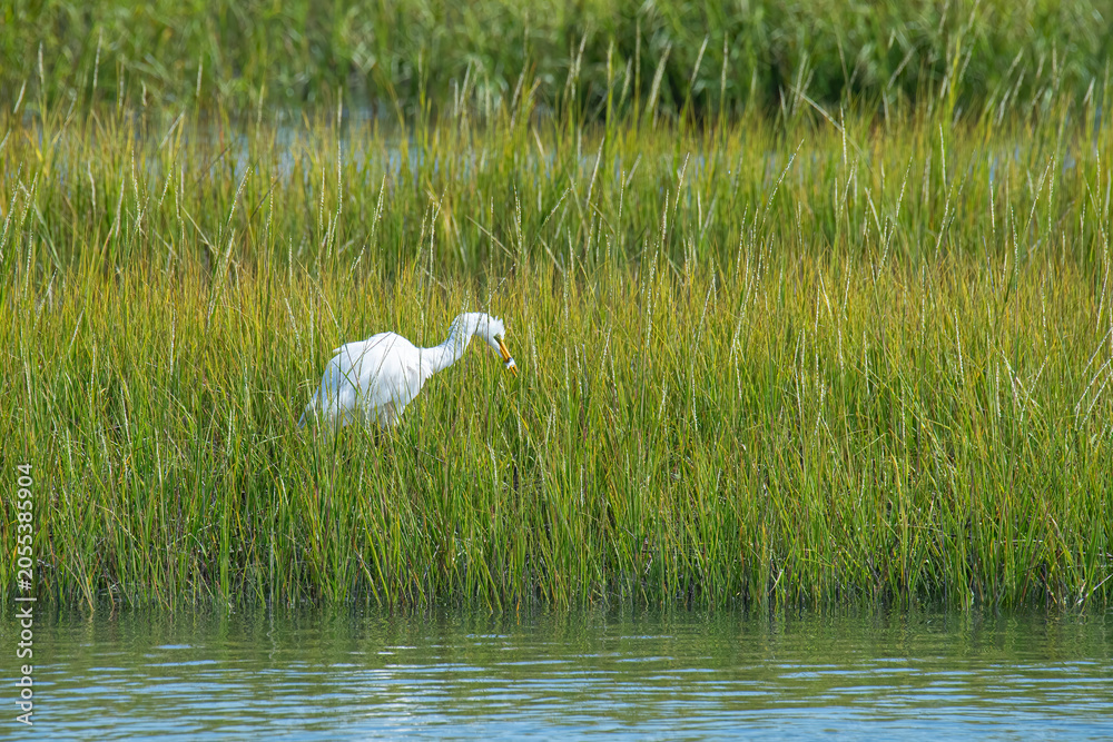 Obraz premium Great Egret with a Fish in the tall Grass of a Salt Marsh