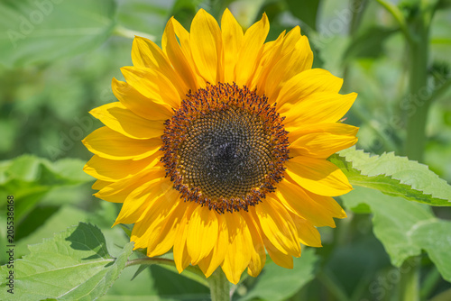 Single Bright Yellow Sunflower in a Field