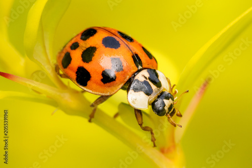Closeup on an asian lady bug on a yellow blurred background in my garden