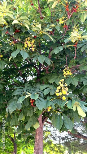 Tree with green leaves and yellow flowers. Small red fruits appear among foliage. Sunlight filters through dense canopy. Natural outdoor setting with blurred background trees