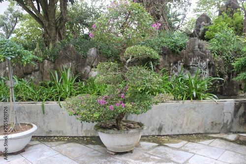 Potted bougainvillea bonsai tree displayed in stone bowl within beautiful garden.