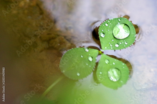 rosée sur feuille de trèfle qui flotte 