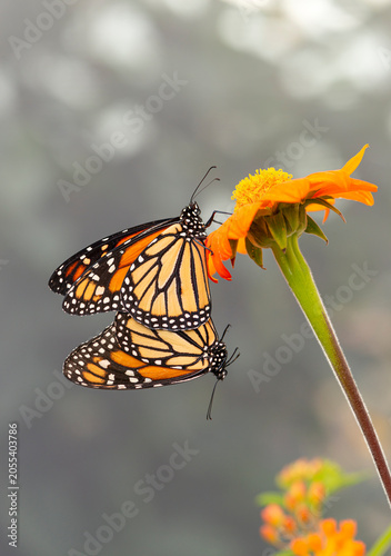 Macro of paired Monarch butterflies (Danaus plexippus) mating, while hanging from a tithonia (Mexican torch sunflower) flower. Side view on a natural bokeh background.