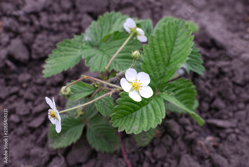 Strawberry plant with flowers