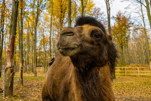 Valokuva Two humped camel in paddock at the farm