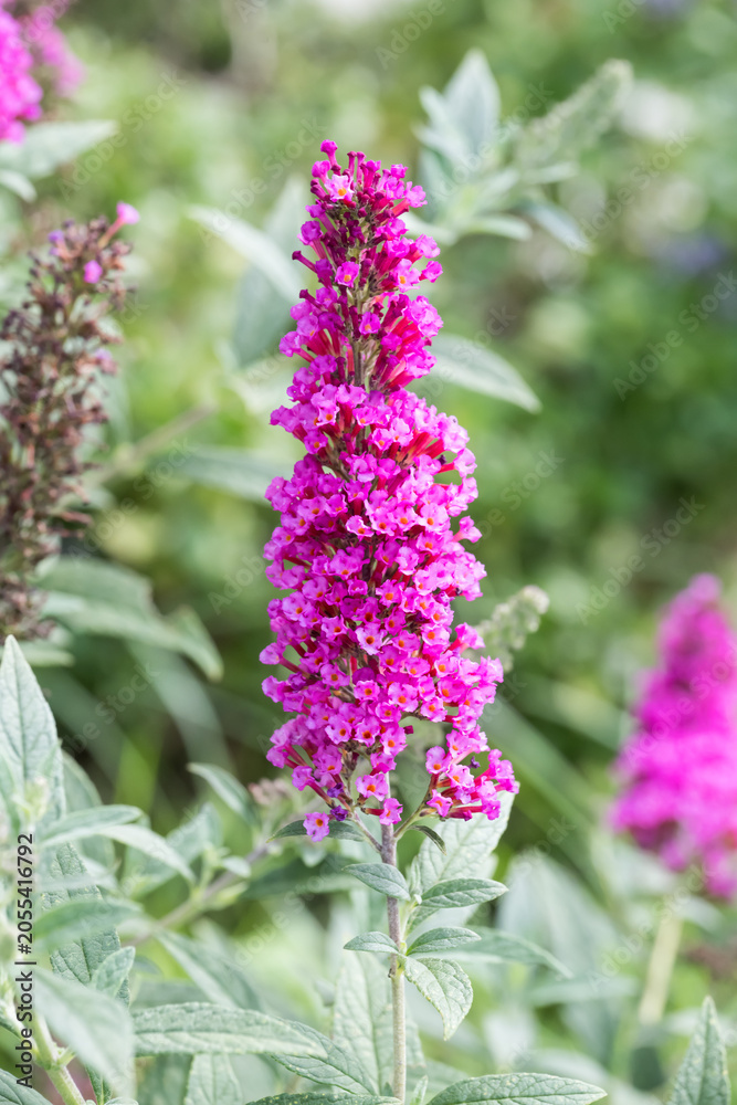Fototapeta premium Beautiful Butterfly Bush (buddleja davidii) flowers.