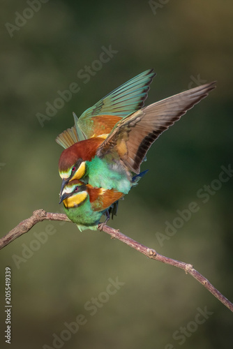 A spectacular, high-speed wildlife photograph capturing a pair of European bee-eaters (Merops apiaster) in the act of copulation on a bare wooden branch. 