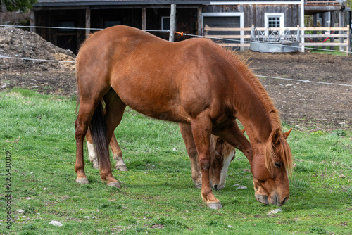Two quarter horses eating in a field