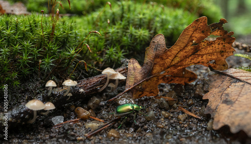 A jewel beetle patrols the mossy shore beneath a fallen leaf, as tiny mushrooms glow like forest lanterns