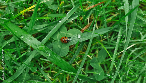 A ladybug drifts across dew-silver grass like a tiny comet in a green dream