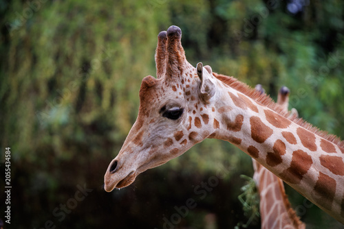 Photography A northern giraffe (Giraffa camelopardalis)