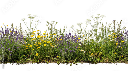 Wildflower meadow foreground strip isolated on white transparent background, panoramic cutout PNG for architectural site rendering