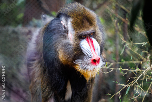 Photography A mandrill (Mandrillus sphinx) at Chapultepec zoo