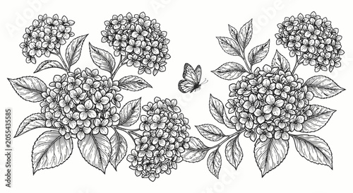 Cuadro en lienzo Vintage hydrangea floral arrangement with butterfly illustration in engraved ske