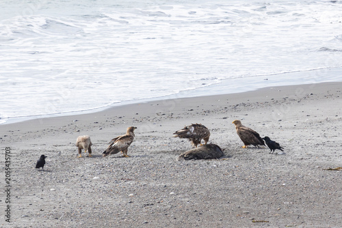 Bild auf Leinwand A flock of white-tailed eagles near a dead seal on the ocean shore