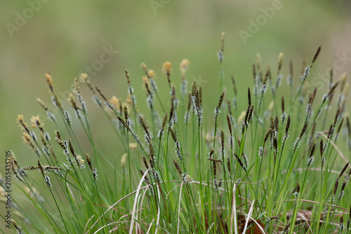 Quadro em tela Close-up view of black sedge plants growing densely together