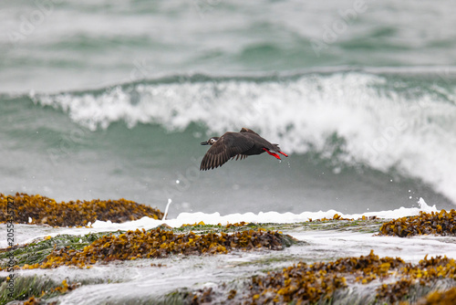 Photography Spectacular guillemot or sooty guillemot (Cepphus carbo) bird perched on the oce