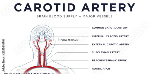 Schilderij op canvas Anatomical diagram of human carotid artery with blood flow and medical labels Ve