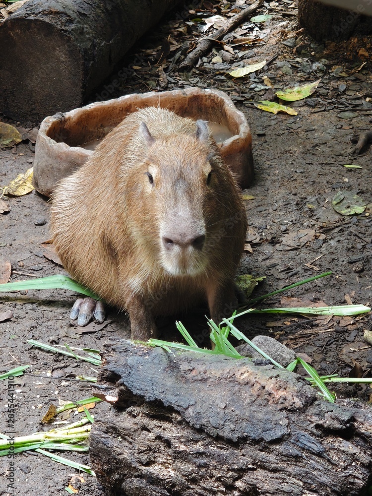 Naklejka premium capybara