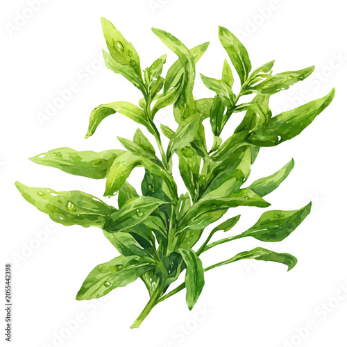 Obraz na plátně Watercolor drawing of Tarragon, on clean white background