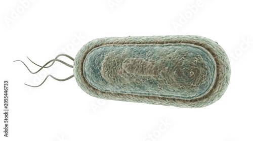 Microscopic view of a single rod shaped bacteria cell with bacteria, microscopic