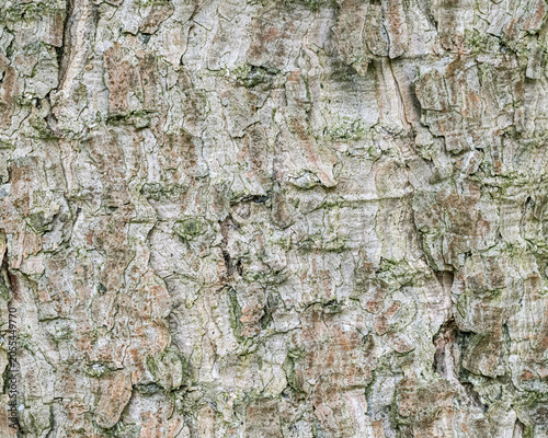 Photos Micro-Detail Himalayan Spruce Bark with Moss and Natural Patterns