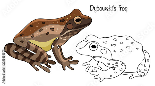 Dybowski's frog