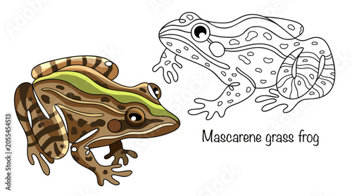 Mascarene grass frog