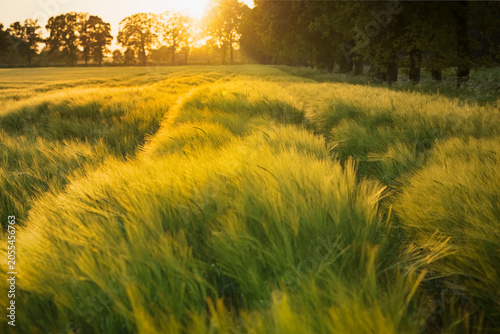 Vászonkép Golden light bathes swaying wheat fields under a warm sunset.