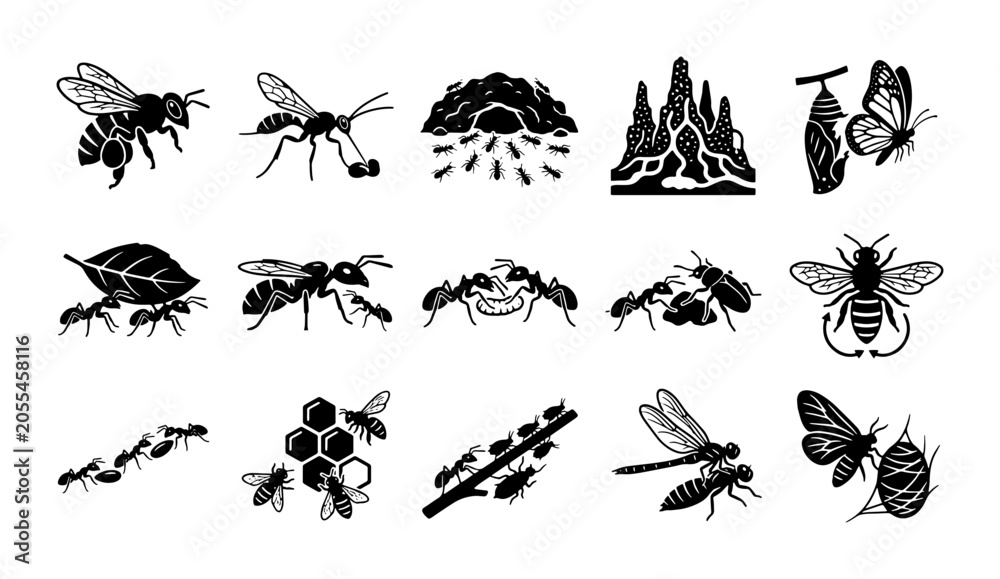 Fototapeta premium Vintage insect life cycle icons, 15 black woodcut bug illustrations, hand drawn bee and ant colony vector set for nature education