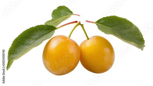 Canvas Print Isolated two whole delicious fresh yellow plums with green leaves and stems, natural organic fruit