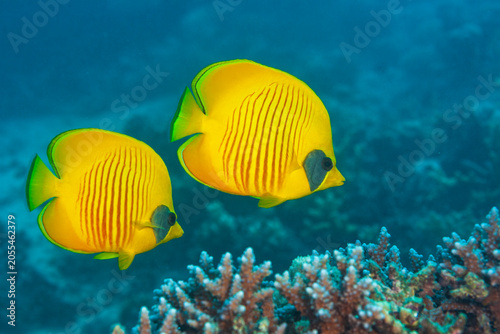 Konstfotografi A pair of vibrant masked butterflyfish (Chaetodon semilarvatus) swimming together over a coral reef