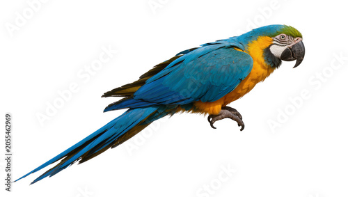 Billede på lærred Isolated magnificent Blue-and-yellow Macaw parrot showing vibrant feathers in dy