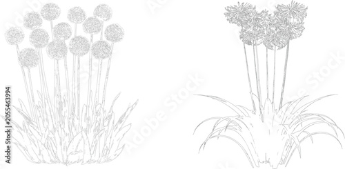 Bild auf Leinwand Detailed line art illustration of two clusters of blooming allium flowers featur