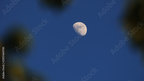 Картината върху платно Waxing gibbous Moon with tree silhouettes on a daylight blue sky.
