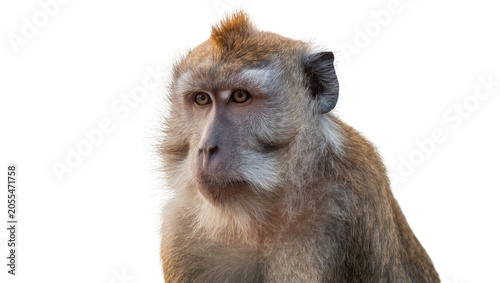 Canvas Print Isolated monkey with expressive gaze, detailed fur texture, looking sideways, an